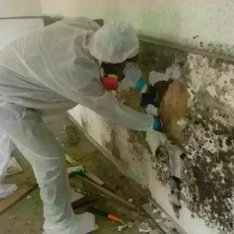 Mold Remediation and Removal in Gardiner, ME